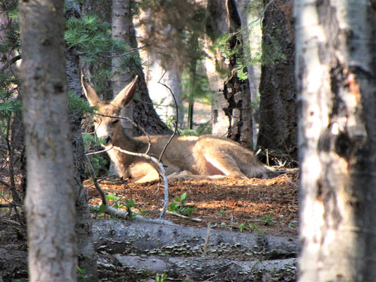 Photo Deer Sleeping in Forest Duck Creek Village Utah