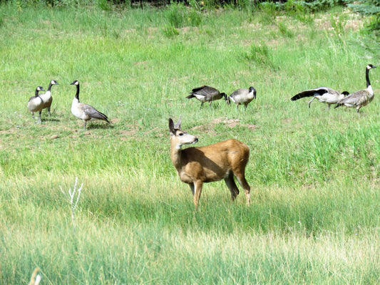 Photo Deer with Geese in Meadow Duck Creek Village Utah