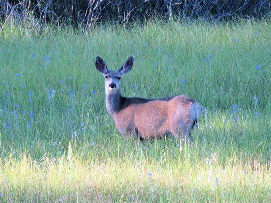 Photo Deer Meadow Grass Wildflowers Duck Creek Village Utah