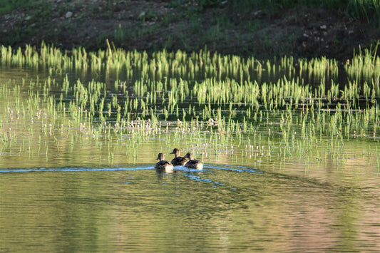 Photo Three Ducks Crossing Swains Creek Pond Duck Creek Village Utah