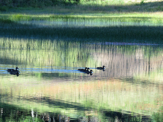 Photo Ducks Crossing Swains Creek Pond Early Morning Duck Creek Village Utah