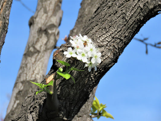 Photo Bee on flowers on tree trunk in San Bernardino
