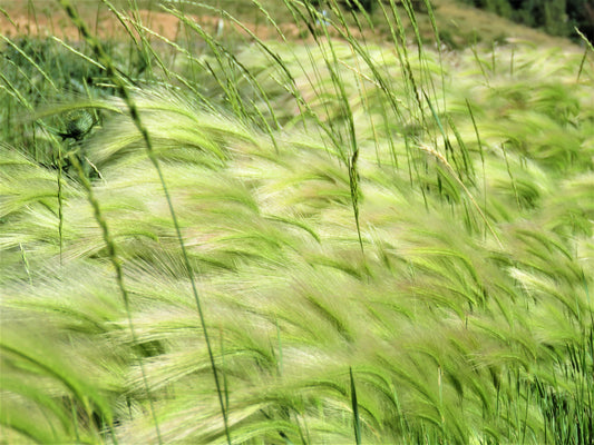 Photo Field of Green Grass by Pond Duck Creek Village Utah