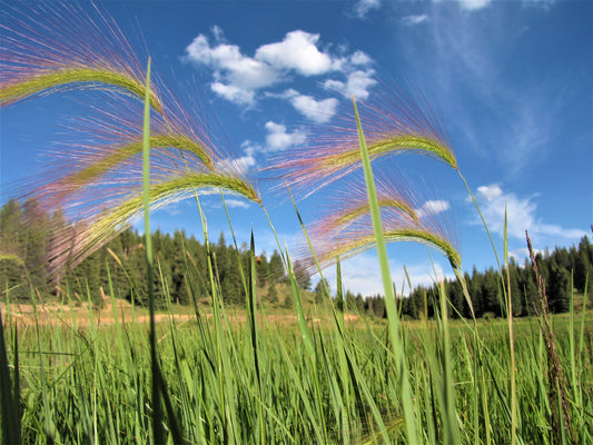 Photo Green Grass Closeup by Pond Blue Sky Duck Creek Village Utah