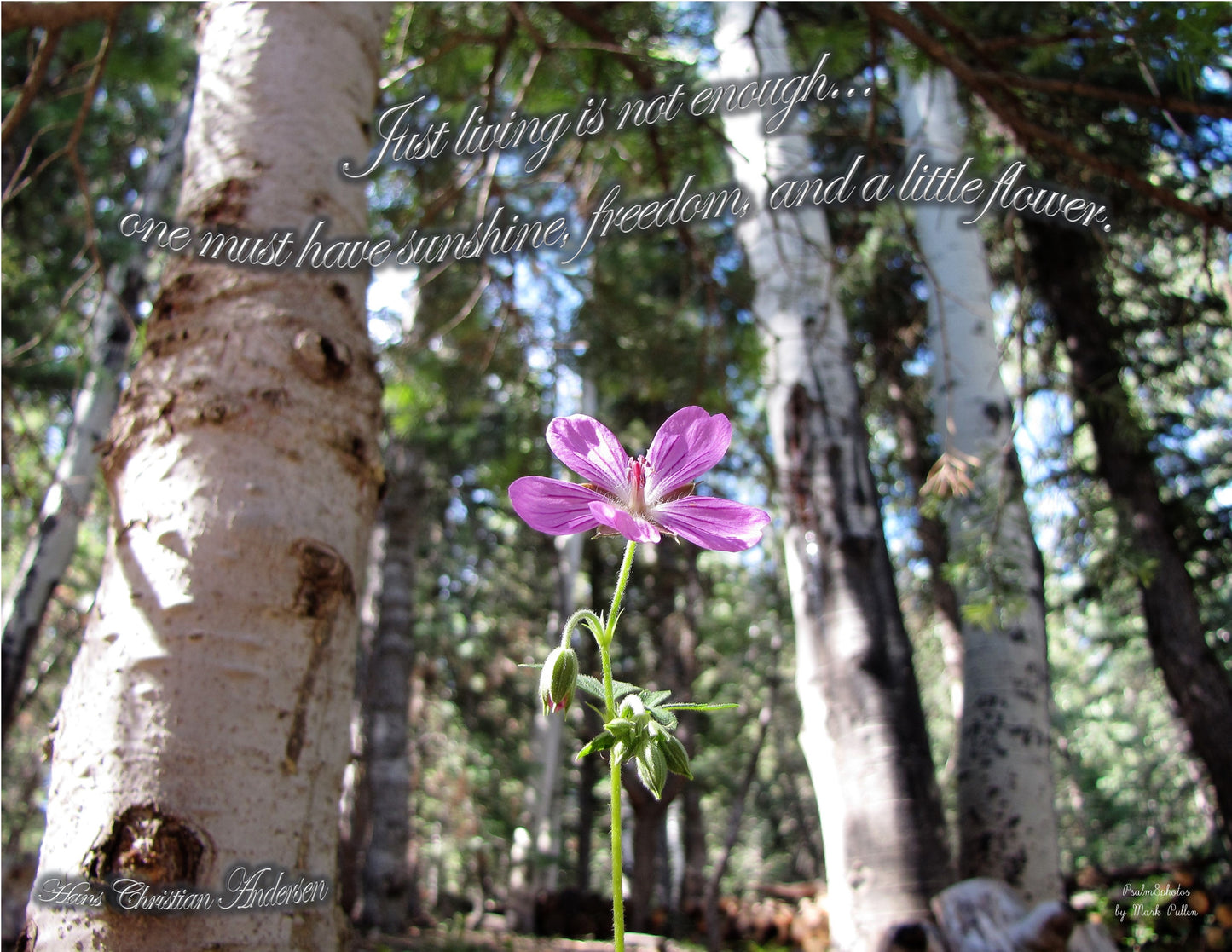 Photo Inspirational Quote Sun bathed pink wildflower, Hans Christian Anderson, Duck Creek Village, Utah