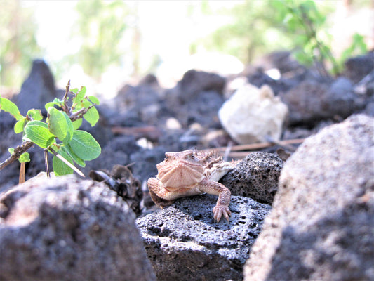 Photo Horny Toad Lizard on Rocks in Forest Duck Creek Village Utah