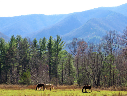 Photo Autumn Horses Grazing Trees Great Smokey Mountains Cades Cove Tennessee