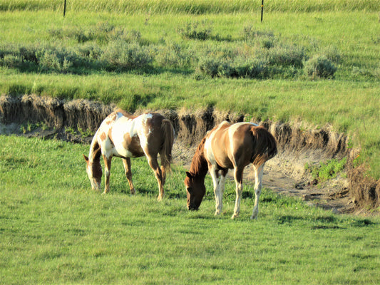 Photo Horses Grazing in Meadow Duck Creek Village Utah