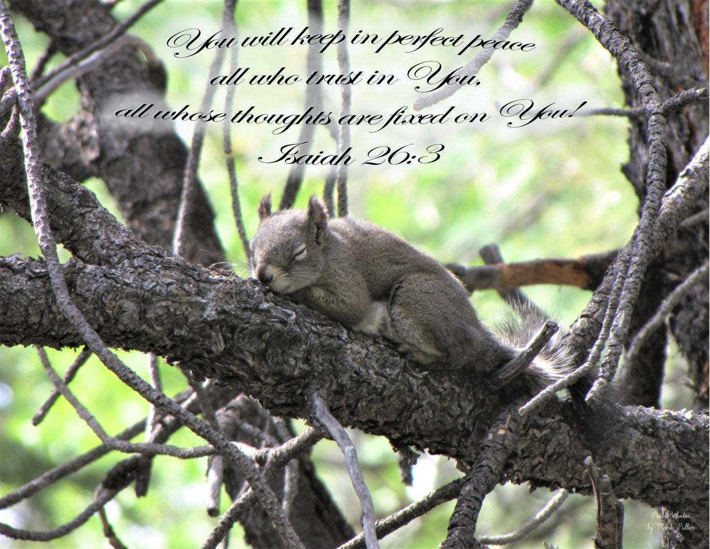 Photo Scripture Picture Slumbering Squirrel, Pine Tree, Duck Creek Village, Utah, Isaiah 26:3