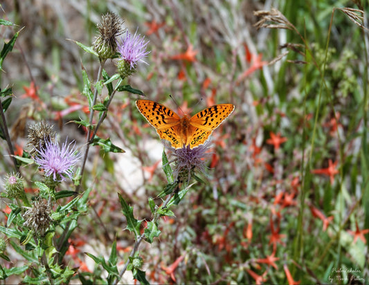 Photo Jesus Orange Butterfly, Wildflowers, Meadow, Duck Creek Village, Utah