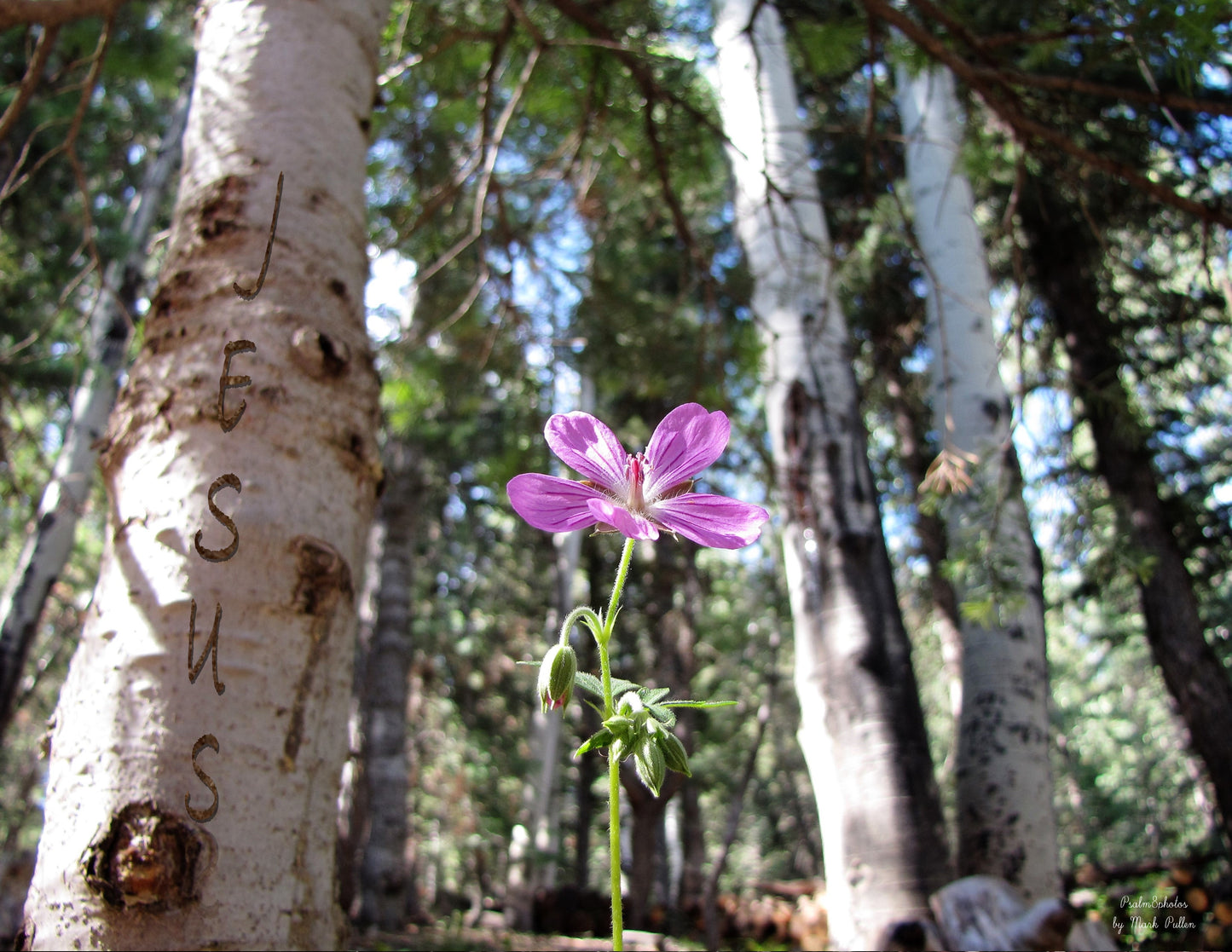 Photo Jesus Pink Wildflower, Aspens, Pine Trees, Forest, Duck Creek Village, Utah