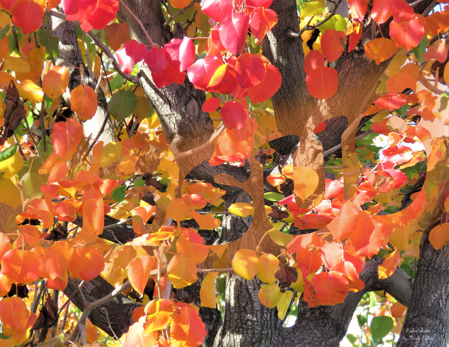 Photo Jesus Autumn Leaves, San Bernardino, California