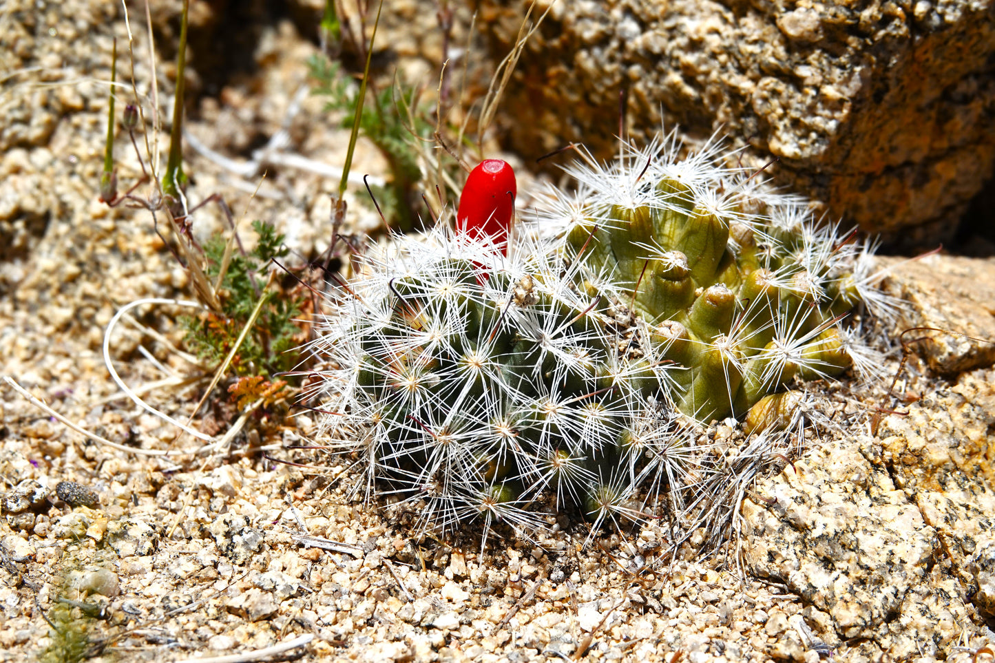 Photo Mammilliaria Prolifera Cactus Rocks Joshua Tree California