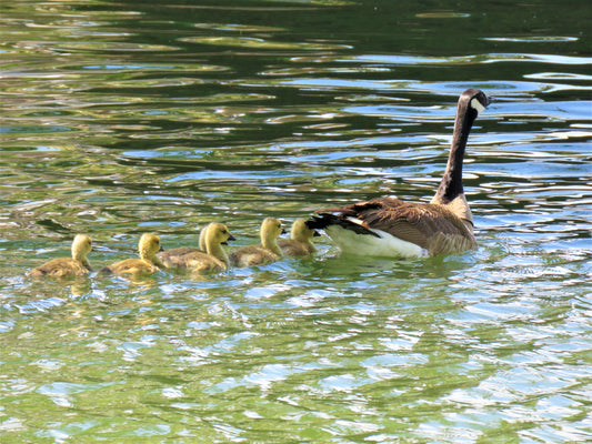 Photo Momma Goose and babies in pond in San Bernardino