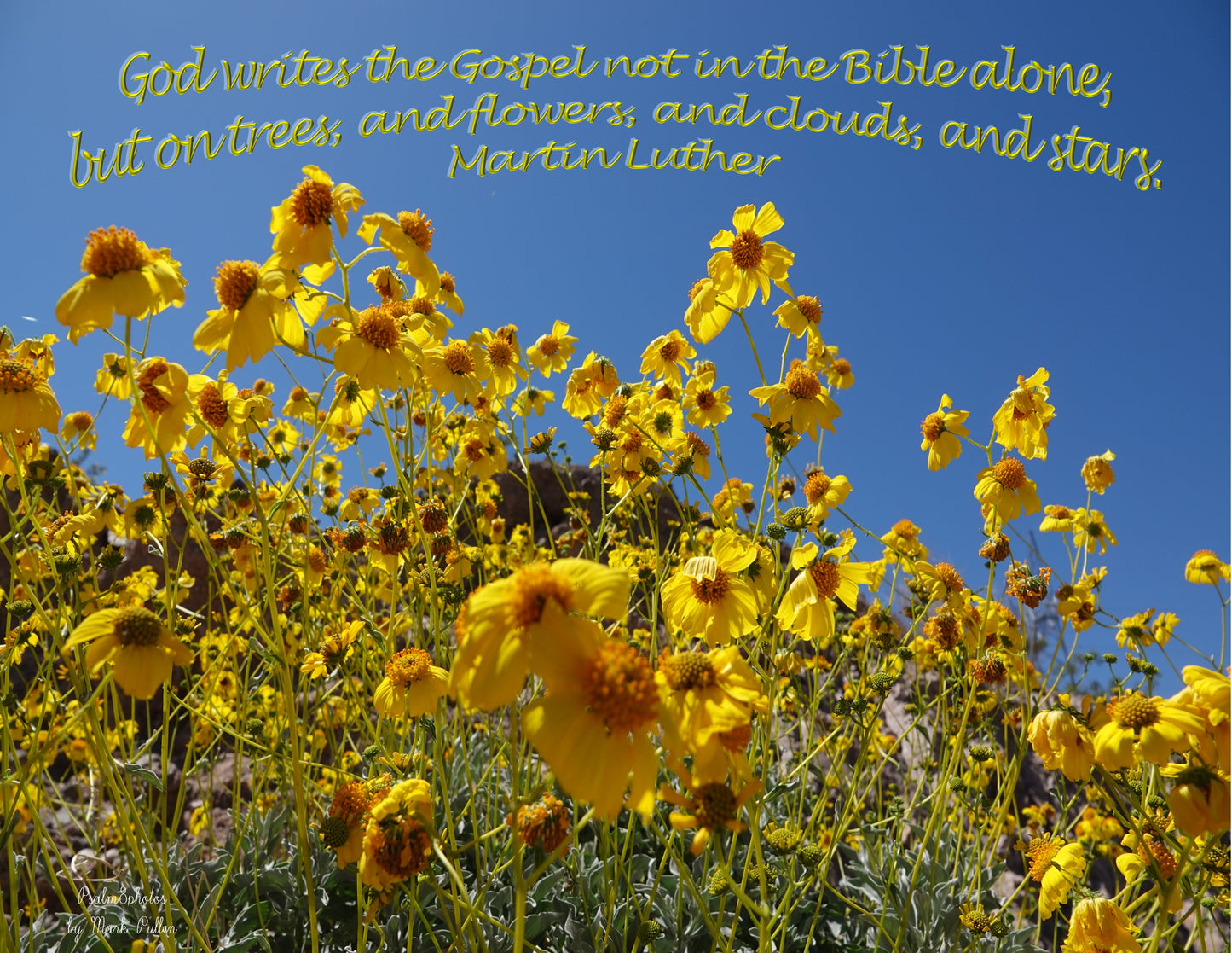 Photo Inspirational Quote Martin Luther Brittlebush Beauties and Blue Skies Lake Mojave Arizona