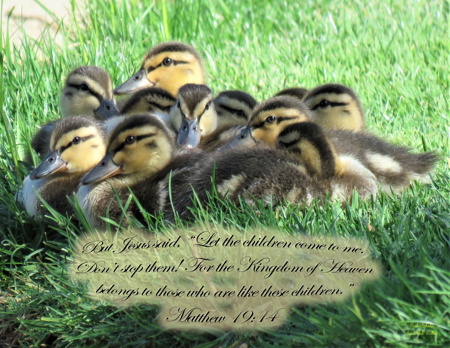 Photo Scripture Picture Baby Ducklings, grass, Highland Springs Country Club, Cherry Valley, California, Matthew 19:14