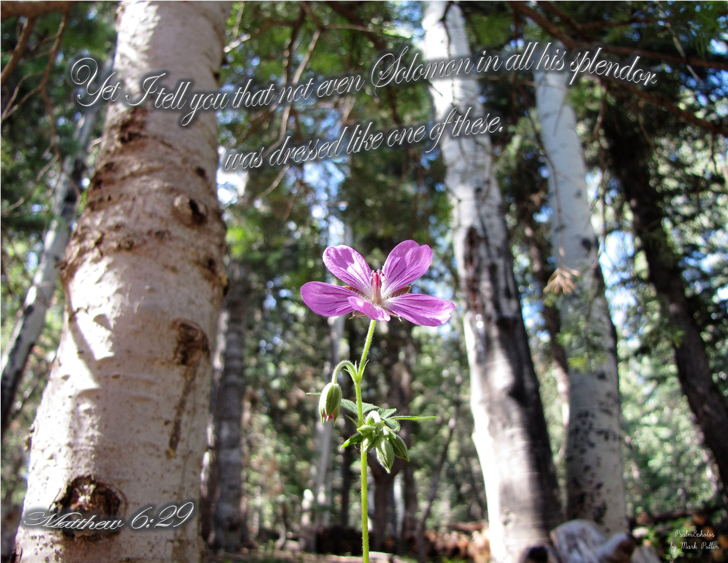 Photo Scripture Picture Pink Wildflower, Aspens, Pine Trees, Forest, Duck Creek Village, Utah, Matthew 6:29