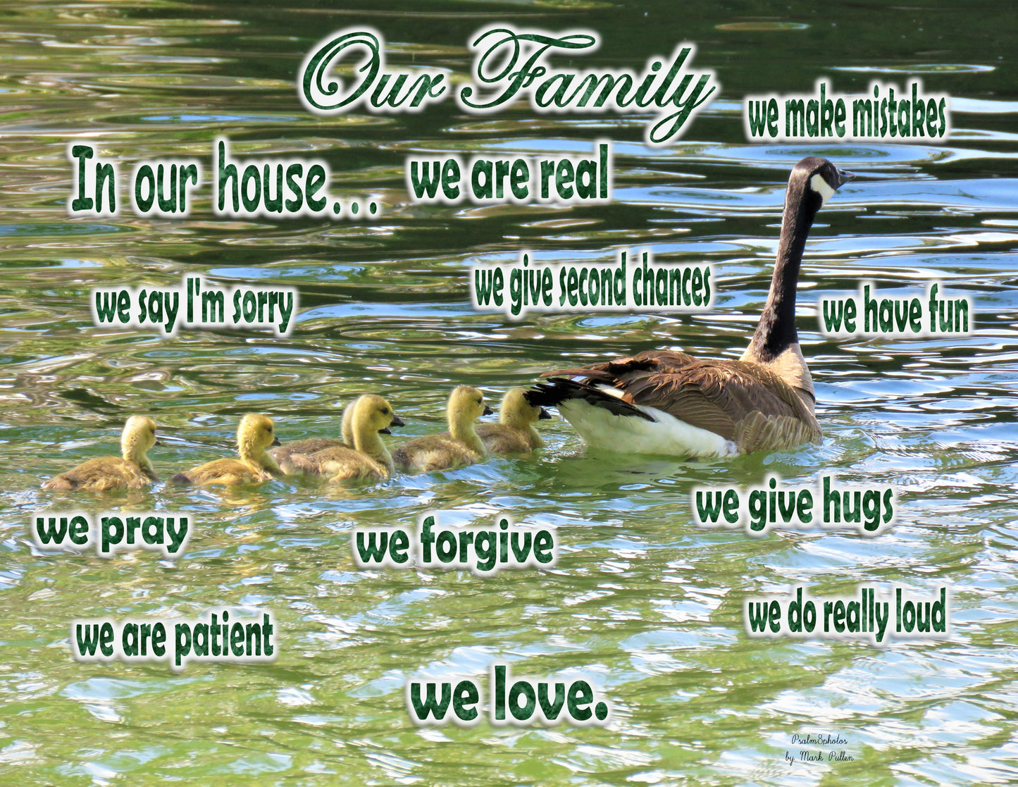 Photo Family Love San Bernardino California Another Family of Geese Pond