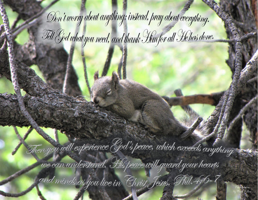 Photo Scripture Picture Slumbering Squirrel, Pine Tree, Peace, Duck Creek Village, Utah, Philippians 4:6-7