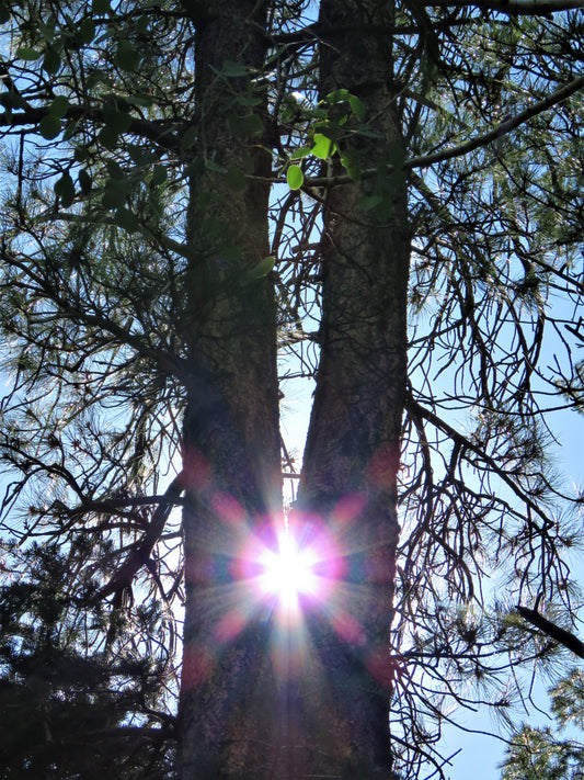 Photo Split Pine Tree with Sun Duck Creek Village Utah