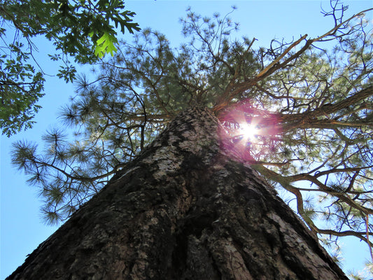 Photo Pine Tree Standing Tall with Sun Duck Creek Village Utah