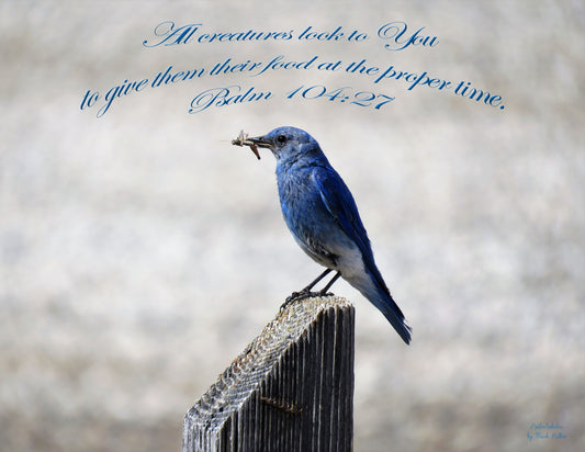 Photo Scripture Picture Blue Bird, Feasting, Duck Creek Village, Utah, Psalm 104:27