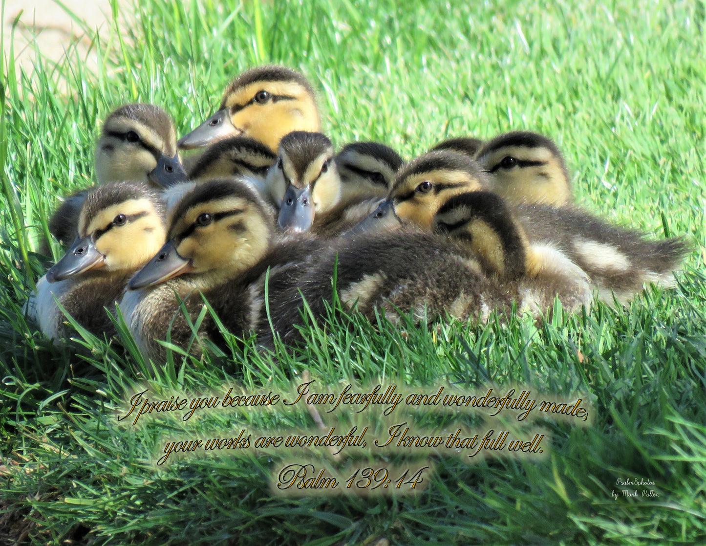 Photo Scripture Picture Baby Ducklings, grass, Highland Springs Country Club, Cherry Valley, California, Psalm 139:14