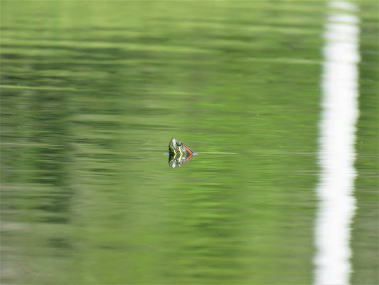 Photo Red Eared Slider Turtle head in pond in San Bernardino