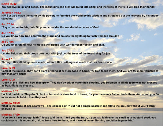 CUSTOM SCRIPTURE OPTIONS page 2