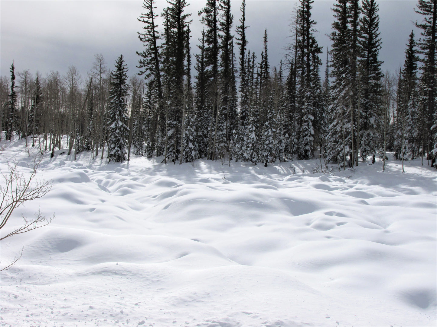 Photo Snow Covered Lava Flow and Pine Trees Duck Creek Village Utah