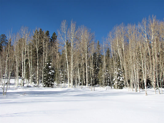 Photo Snow Covered Meadow Bare Aspens and Pines Duck Creek Village Utah