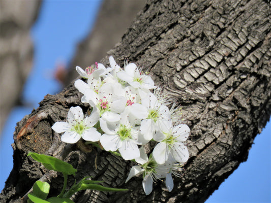 Photo Spring Flowers on tree trunk in San Bernardino