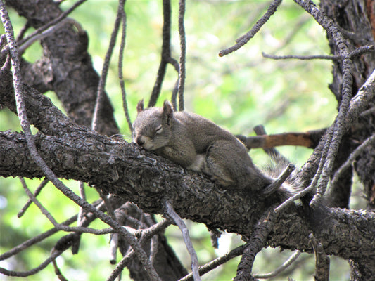 Photo Squirrel Sleeping in Pine Tree Duck Creek Village Utah
