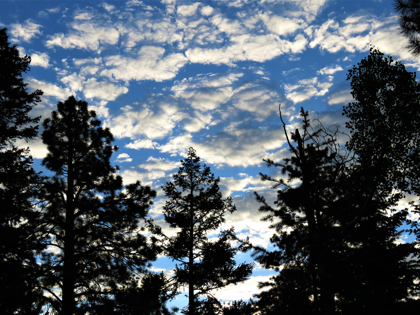 Photo Sunrise White Clouds Blue Sky Pine Trees Duck Creek Village Utah