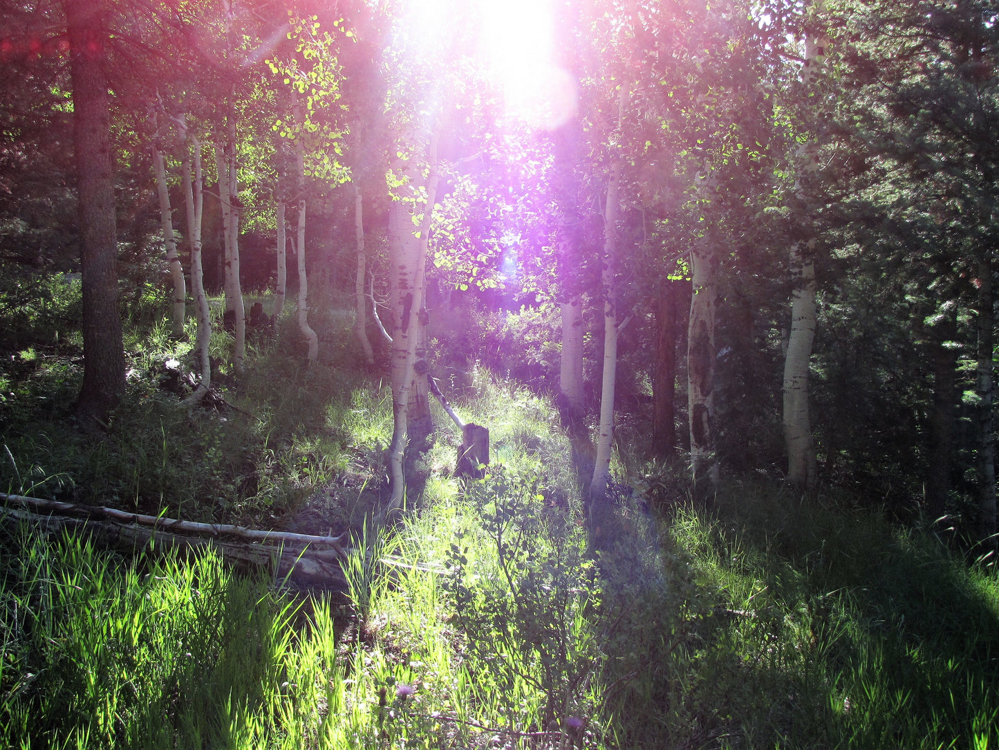 Photo Sunshine Filtering Through Pine Trees Duck Creek Village Utah