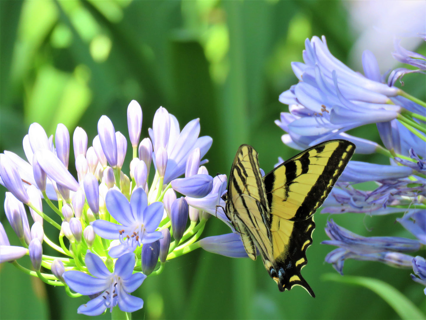 Photo Swallowtail butterfly African Blue Lilies San Bernardino