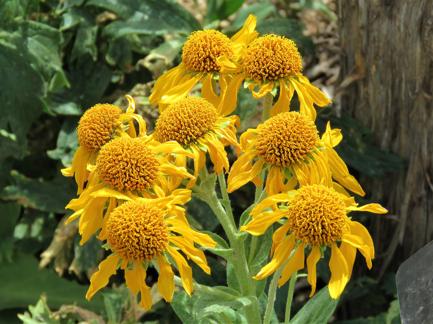 Photo Orange Sneezeweed Wildflower Cedar Breaks National Monument Utah