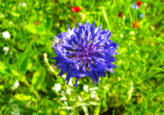 Photo Bachelor's Button Wildflower with Friend Green Plants Yucaipa California