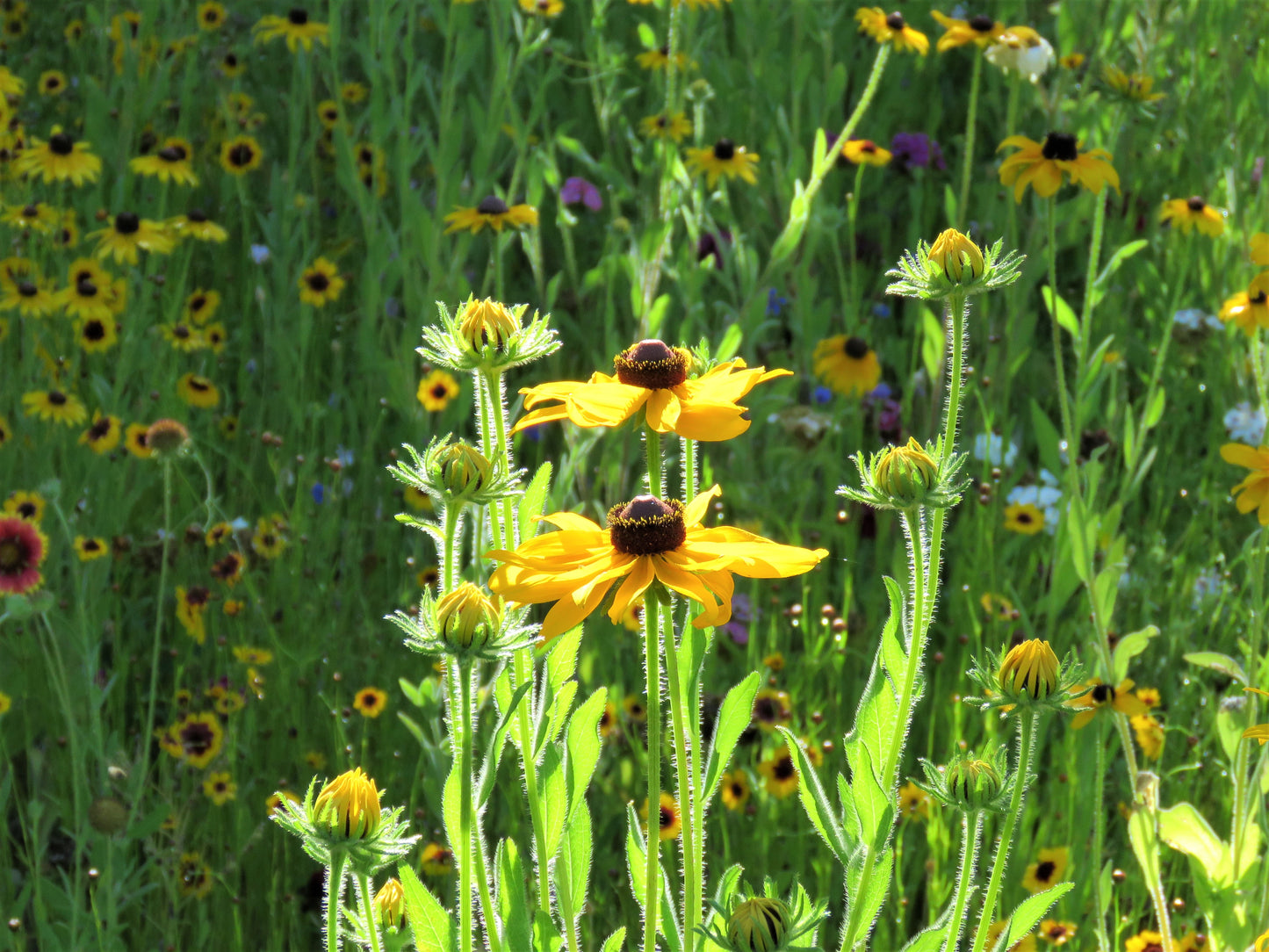 Photo Brown Eyed Susan Wildflowers Couple Surrounded by Youngsters Yucaipa California