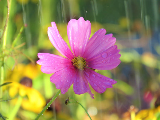 Photo Pink Cosmos Wildflower Closeup Surrounded by Droplets of Water Yucaipa California