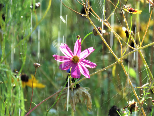 Photo Pink Cosmos Wildflower Droplets of Water Yucaipa California