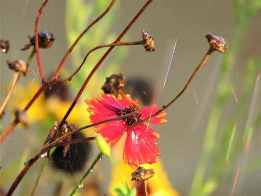 Photo Firewheel Wildflower with droplets of Water Yucaipa California