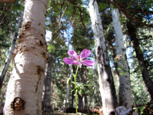 Photo Sticky Purple Geranium Wildflower Aspens Pines Forest Duck Creek Village Utah