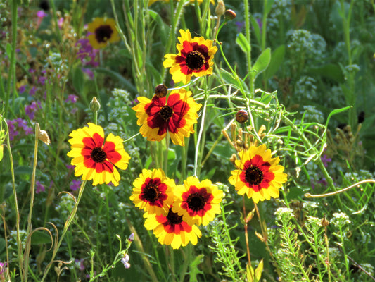 Photo Plains Coreopsis Wildflowers Shining Brightly in Garden Yucaipa California