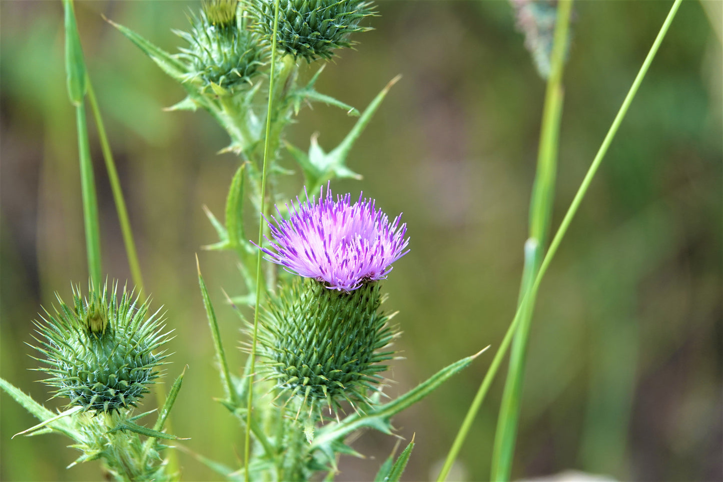 Photo Plumeless Thistle Wildflower Swains Creek Forest Floor Duck Creek Village Utah