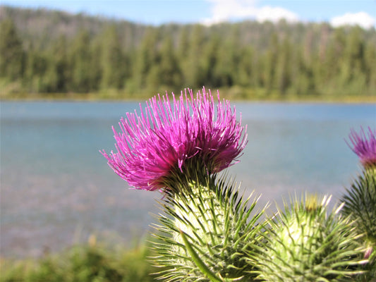 Photo Plumeless Thistle Wildflower Duck Lake Duck Creek Village Utah