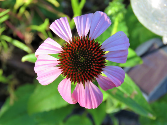 Photo Purple Coneflower Echinacea Purpurea Wildflower Yucaipa California