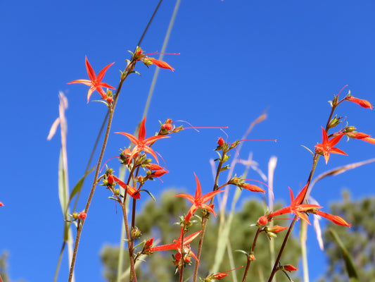 Photo Scarlet Gila Wildflower Meadow Brilliant Blue Sky Duck Creek Village Utah