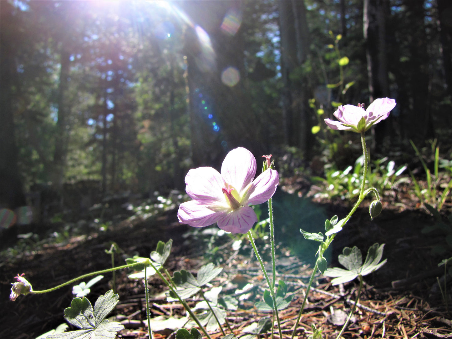 Photo Sticky Purple Geranium Wildflowers Pine Trees Sun Shine Forest Floor Duck Creek Village Utah