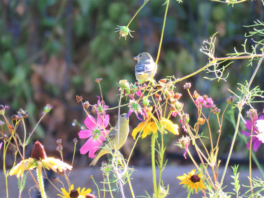 Photo House Finches Wildflowers Yucaipa California